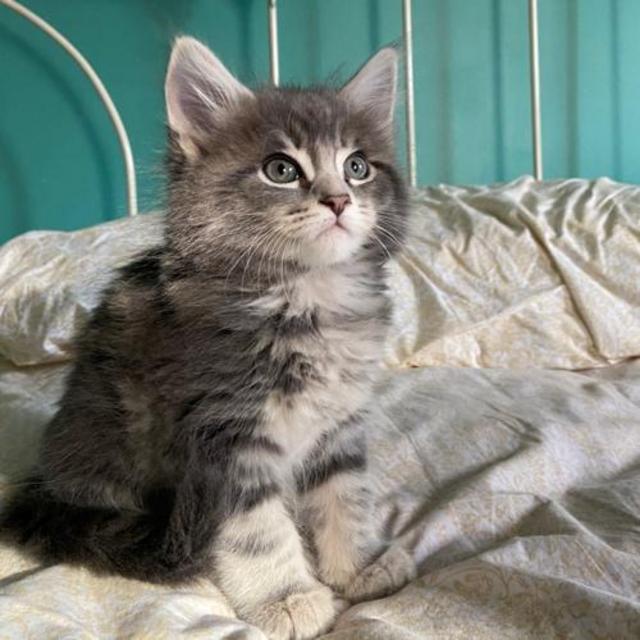 Our New Kitten Adoption Fee