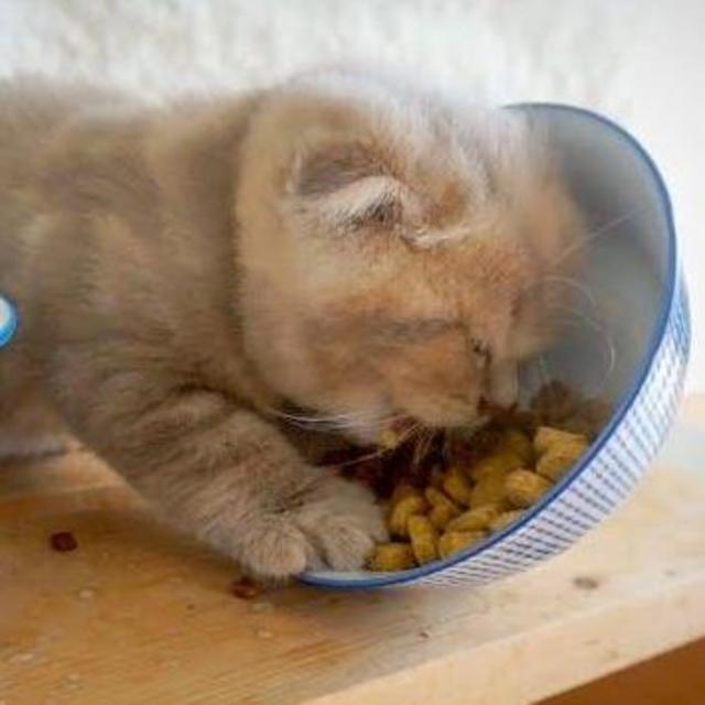Kitten Supplies