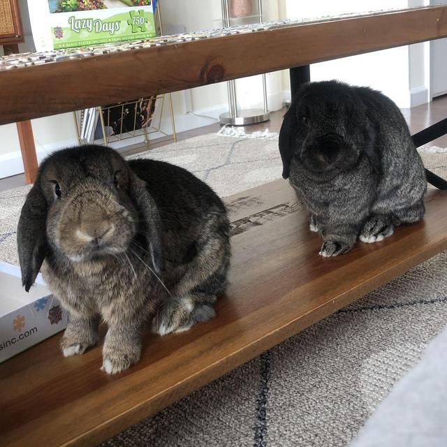 Pet Hotel For Our Honeymoon