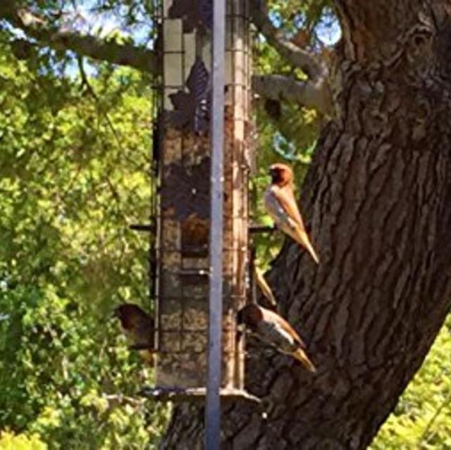 Perky-Pet 336 Squirrel-Be-Gone Wild Bird Feeder