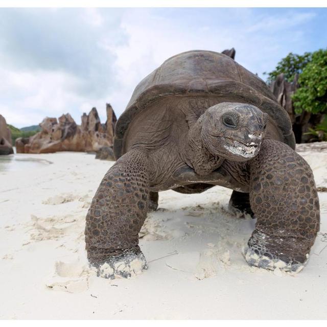 Giant Tortoise Excursion