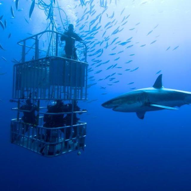 Shark Diving (For One)