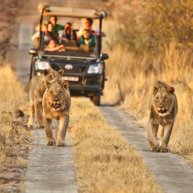 Pilanesberg Resort Transfer