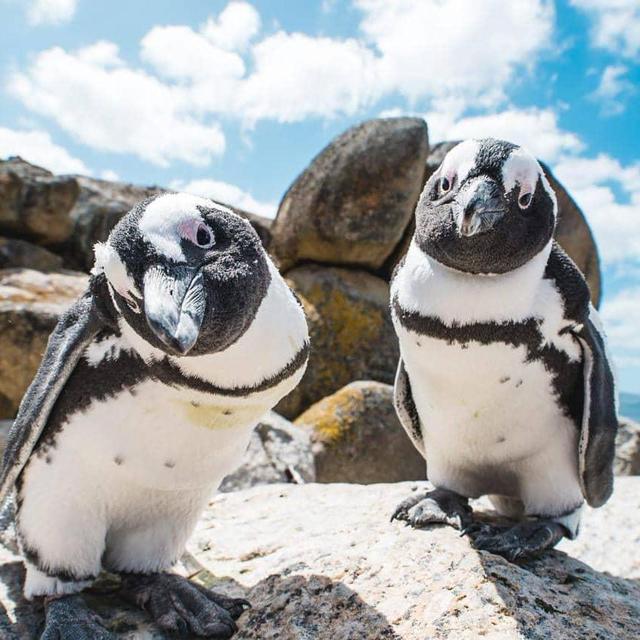 Cape Point & Penguin Tour