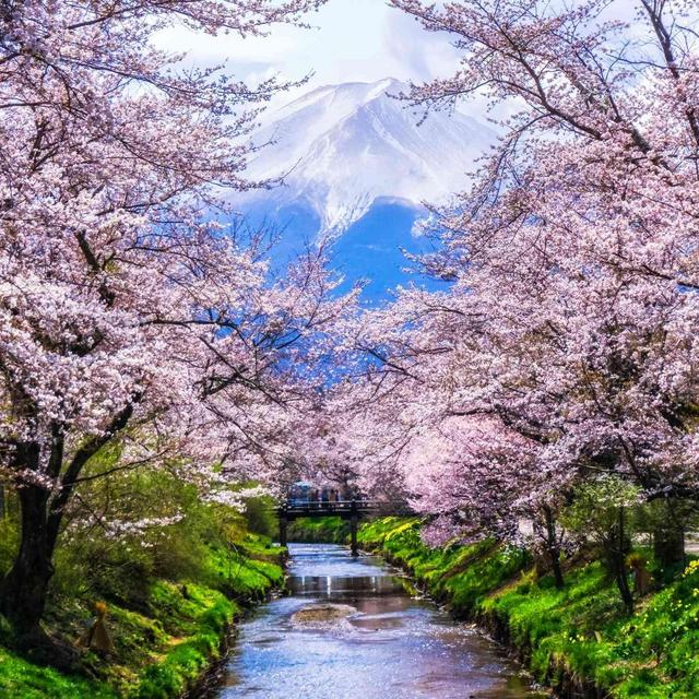 Honeymoon Fund to Japan