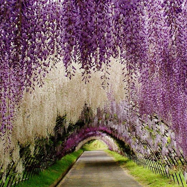Ashikaga Flower Park