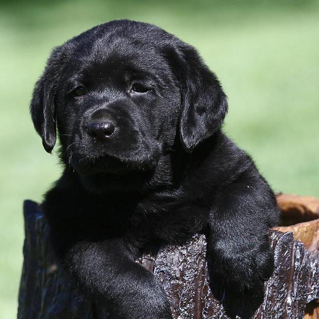 PUPPY! (english lab, xtra chonk)