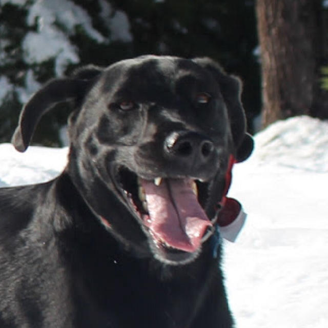 Honeymoon - Therapy For Ziggy While We're Gone