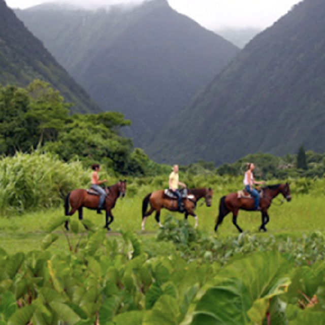 Waipi'o Valley Horseback Tour