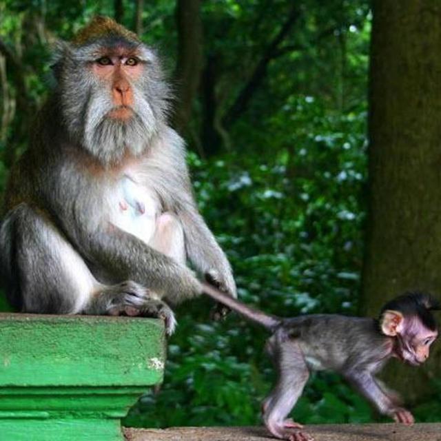 Bali - Sangeh Monkey Forest Tour