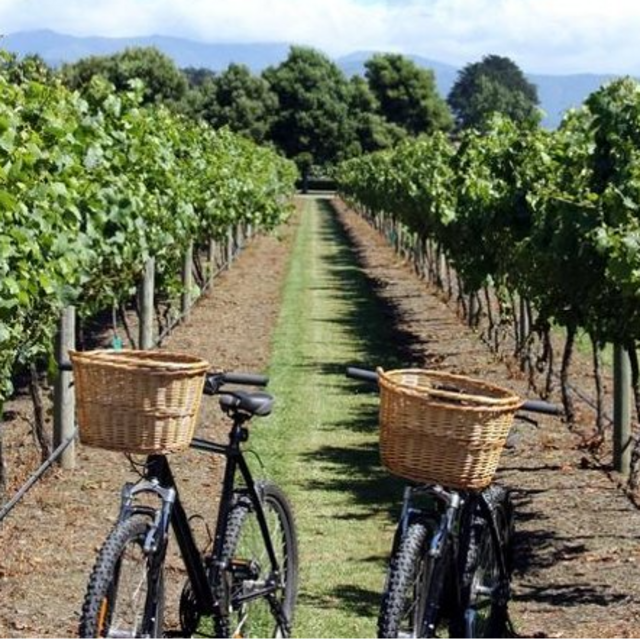 Winery-Bike Tour (Burgundy, France)
