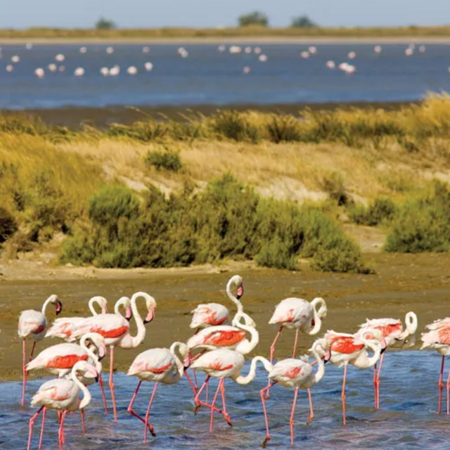 Camargue Natural Park Tour (Provence, France)