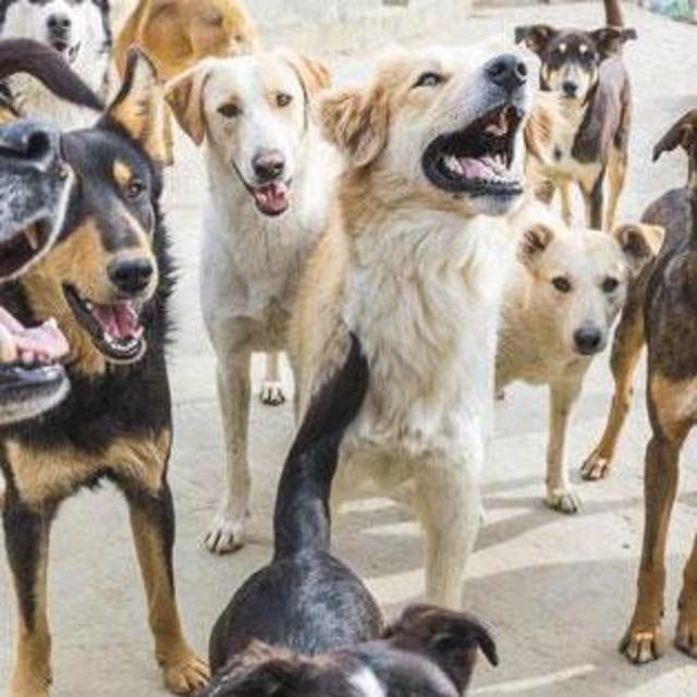 Donate: SFT Animal Sanctuary in Tangier, Morocco