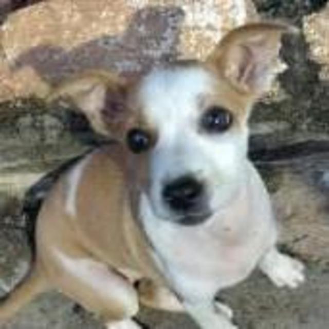 Donate: Bark India Charitable Trust