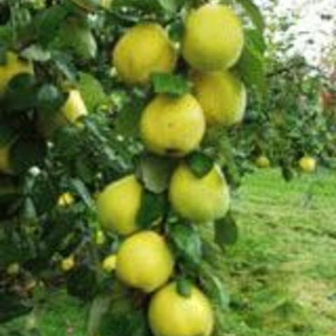 Aromatnaya Russian Quince
