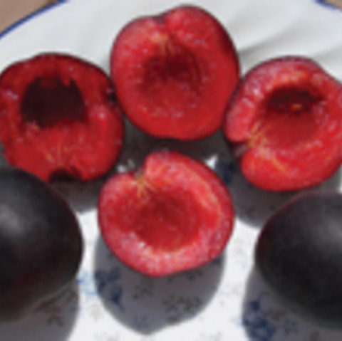 Tlor-Tsiran Apricot