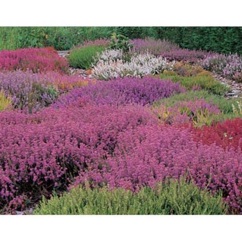Brigadoon Heather Collection