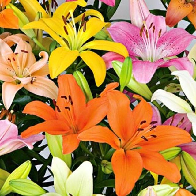 Pastel Shades Asiatic Lily Mix for Naturalizing