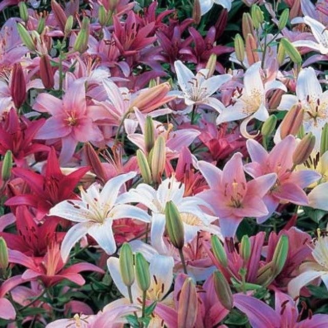 Strawberries and Cream Asiatic Lilium Mixture