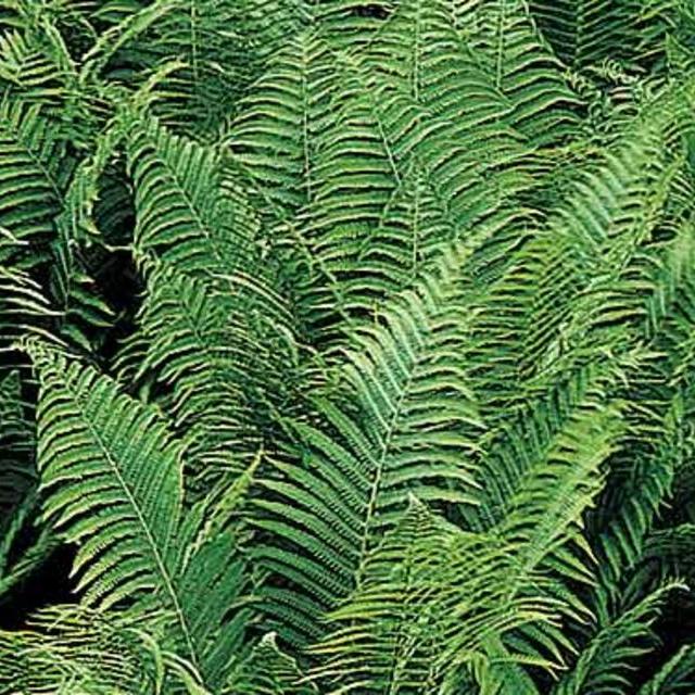 Matteuccia struthiopteris Ostrich Fern
