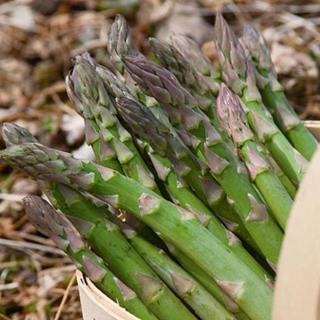 Asparagus Purple Passion 25 crowns