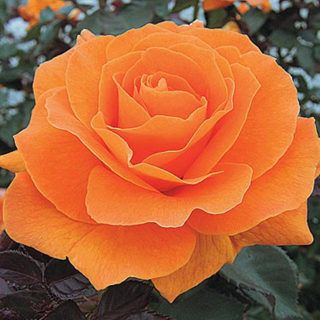 Rose Vavoom