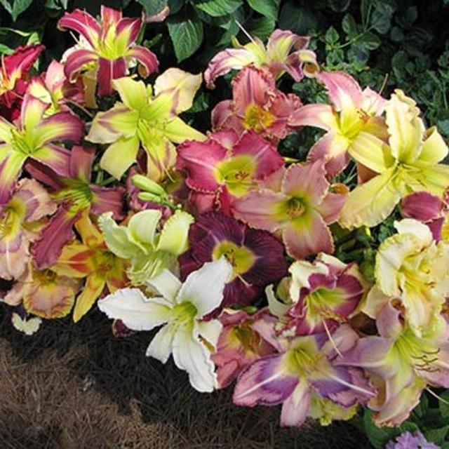 Browns Ferry Daylily Mix (Hemerocallis)