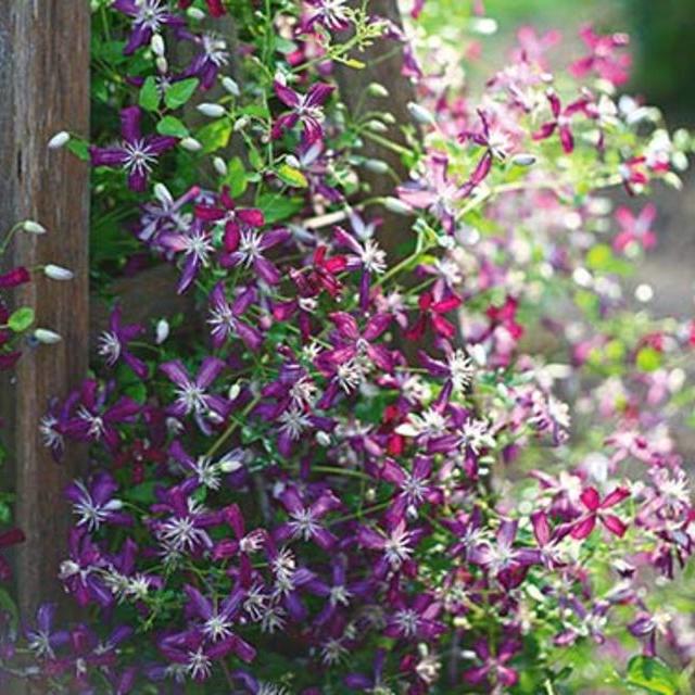 Clematis Sweet Summer Love