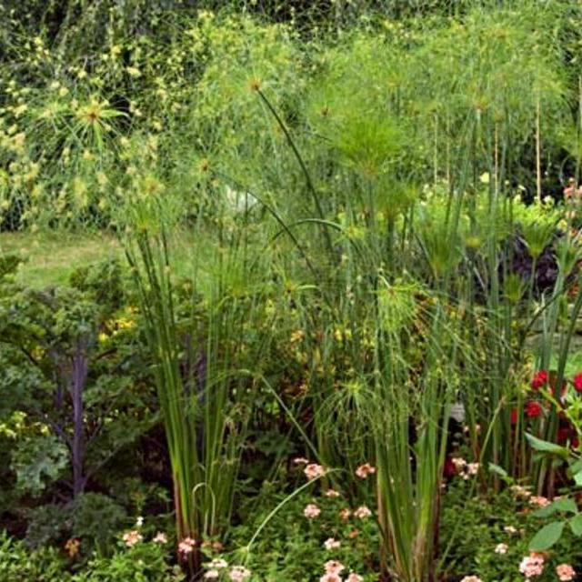 Cyperus papyrus King Tut®