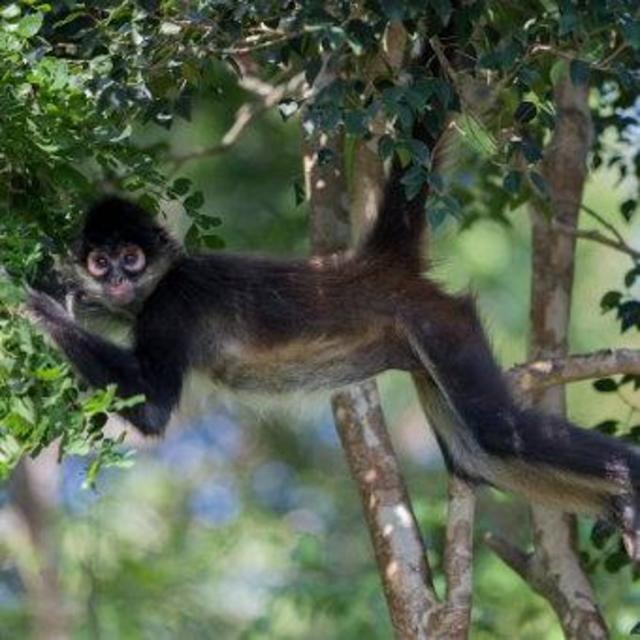 Tulum Monkey Sanctuary Exploration