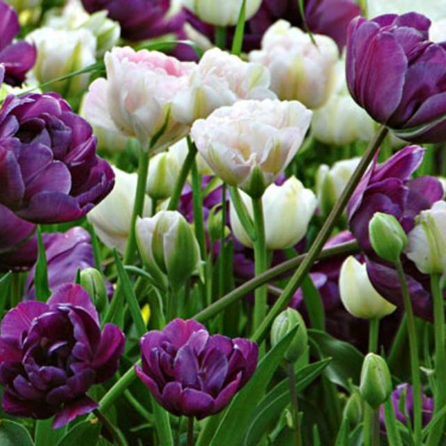May Romance Tulip Collection