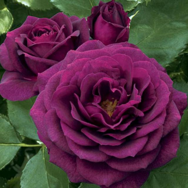 Rose Ebb Tide™