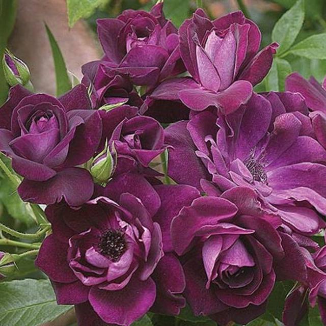 Rose Burgundy Iceberg™