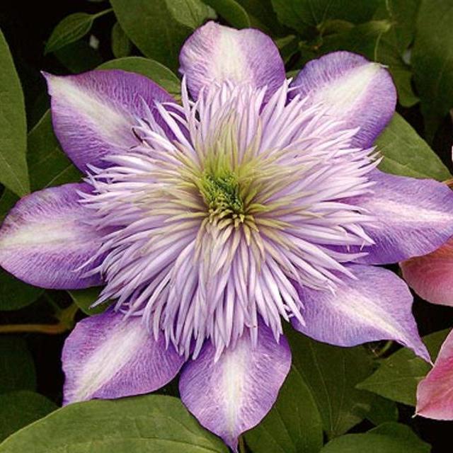 Clematis Crystal Fountain™
