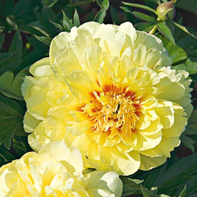 Paeonia Bartzella