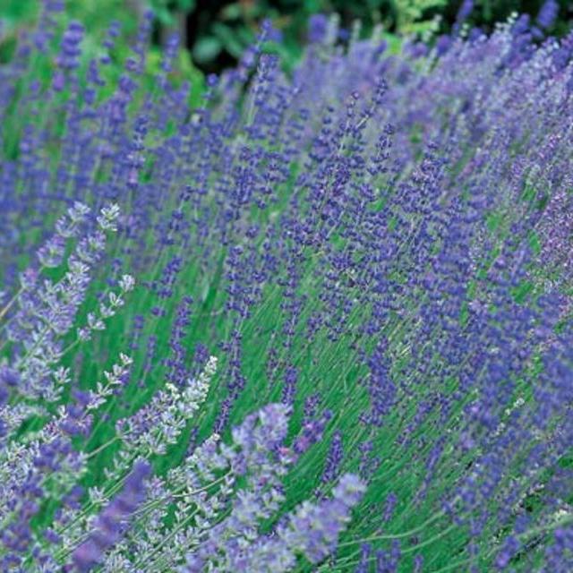 A Lavender Field
