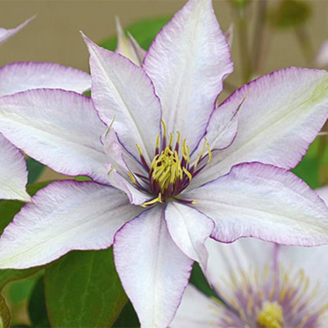 NEW! Clematis Samaritan Jo™