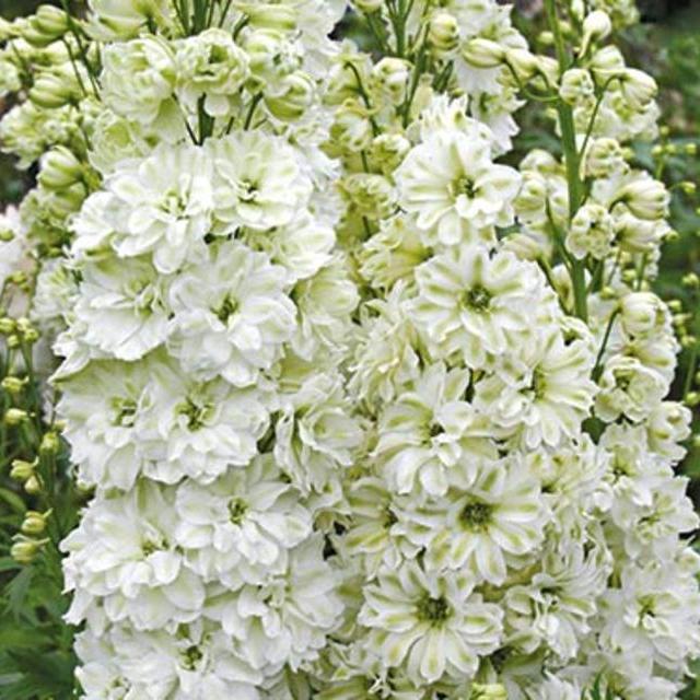 Delphinium Elatum "Green Twist"