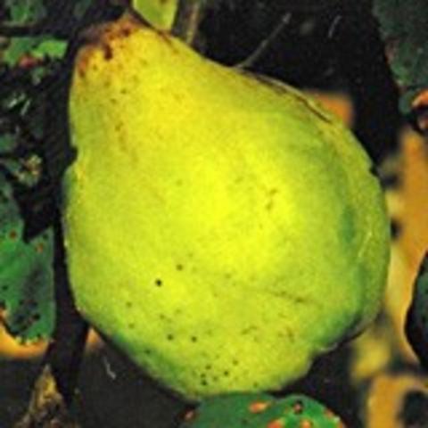 Van Deman quince