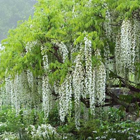 Tree Wisteria Longissima Alba