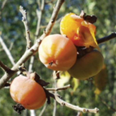 Meader American Persimmon