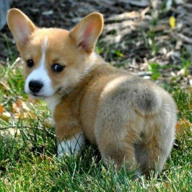 Puppy Fund