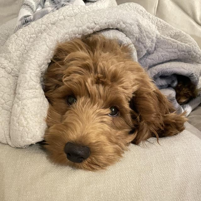 Benny's Toys & Treats Fund