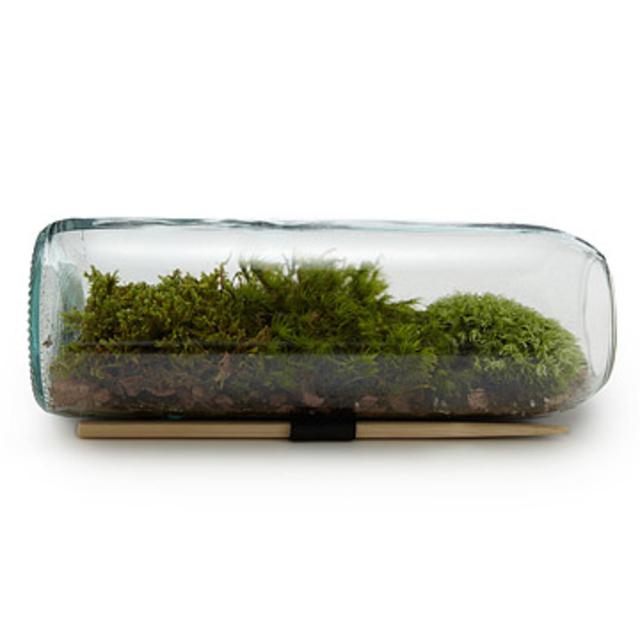 Moss Terrarium Bottle