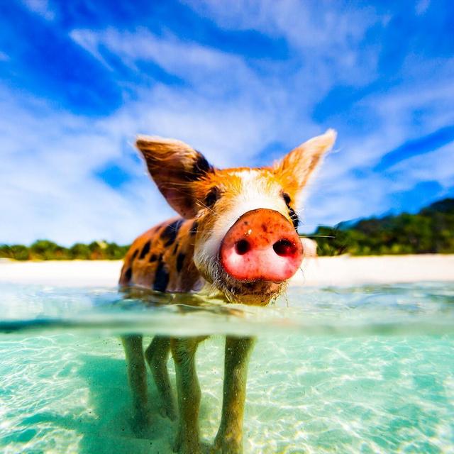 Boat Tour and swimming with the pigs!
