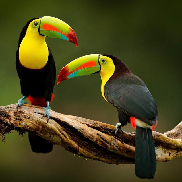 Adastra Gardens & Wildlife Conservation Centre Tickets