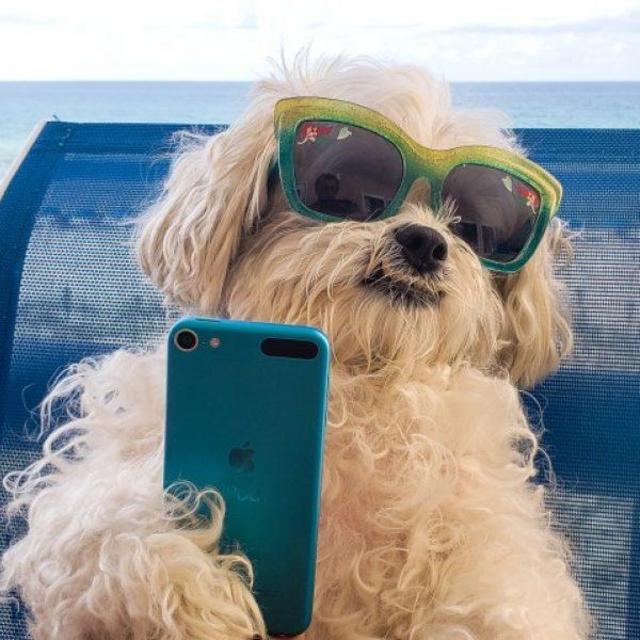 Buttercup's Vacation