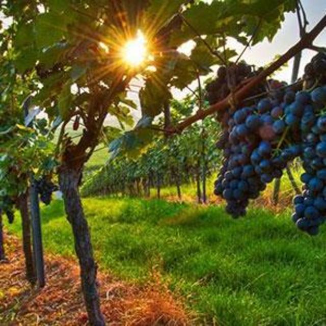 Hunter Valley Wine Tour (Sydney, Australia)