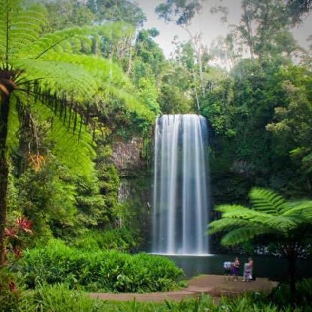 Daintree Rainforest Tour (Cairns, Australia)