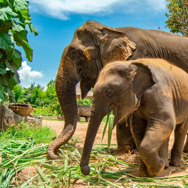 Karen Tribe's Native Elephant Experience